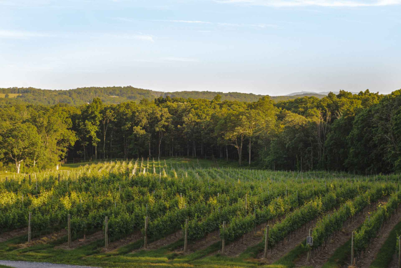 vineyard wedding venue in Hudson Valley