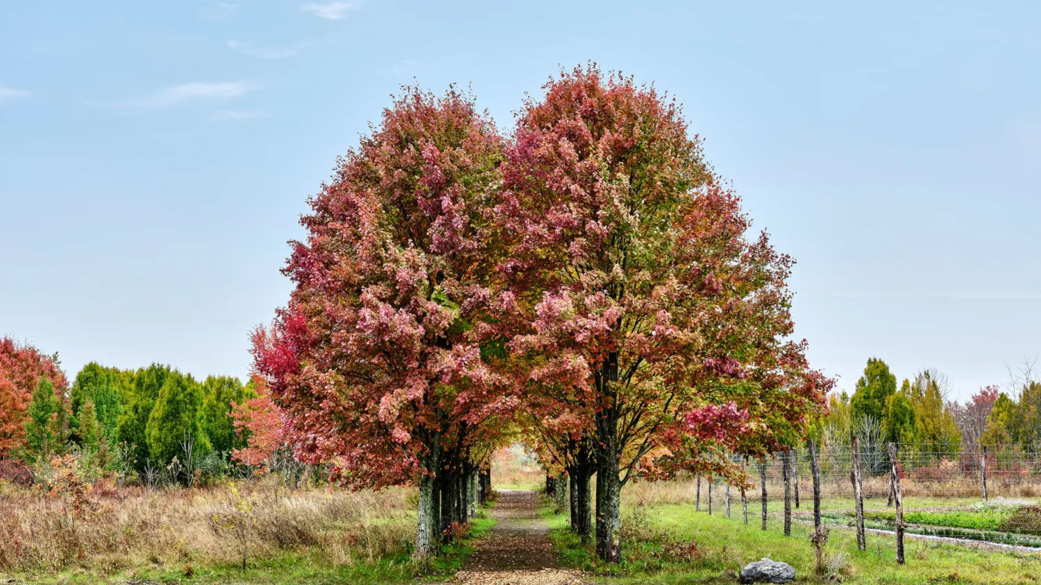 wildflower farms maple lane