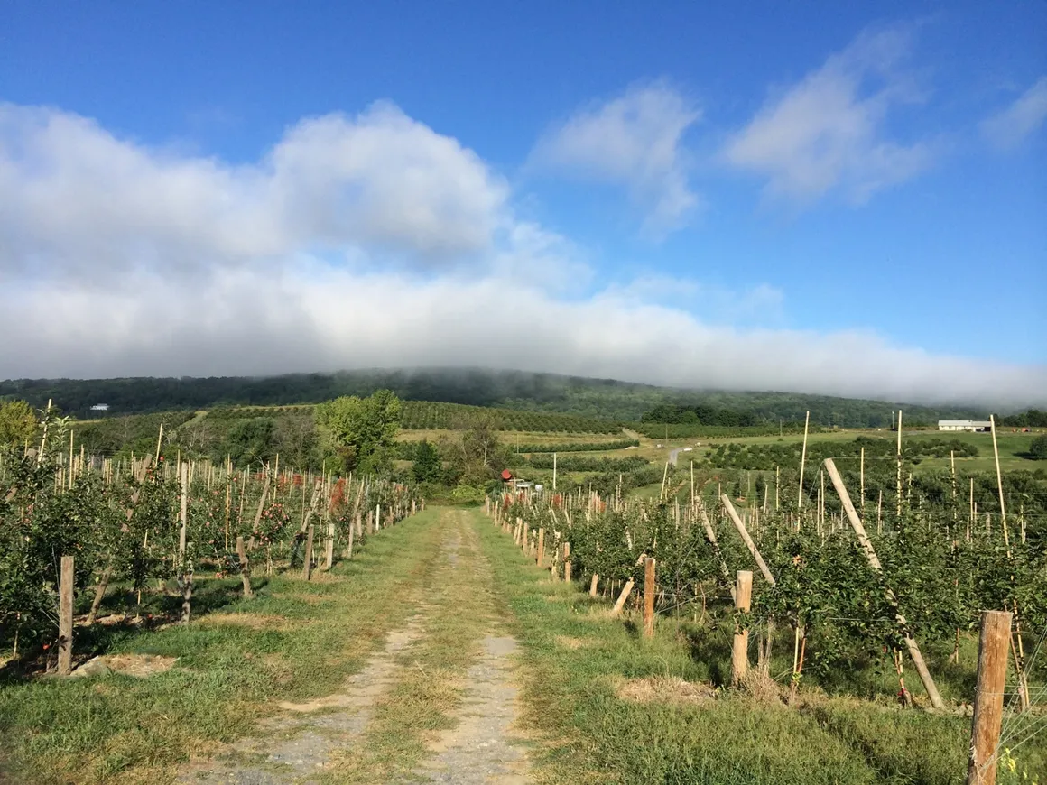 prospect hill orchards