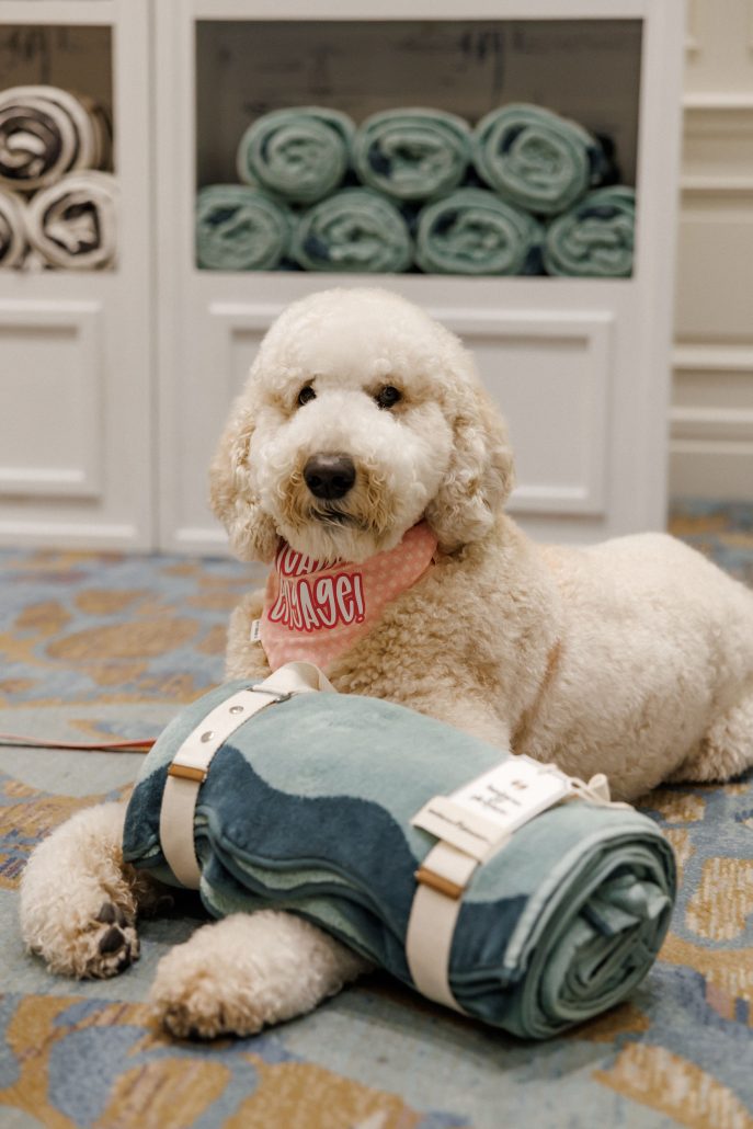 dog at the engage summit