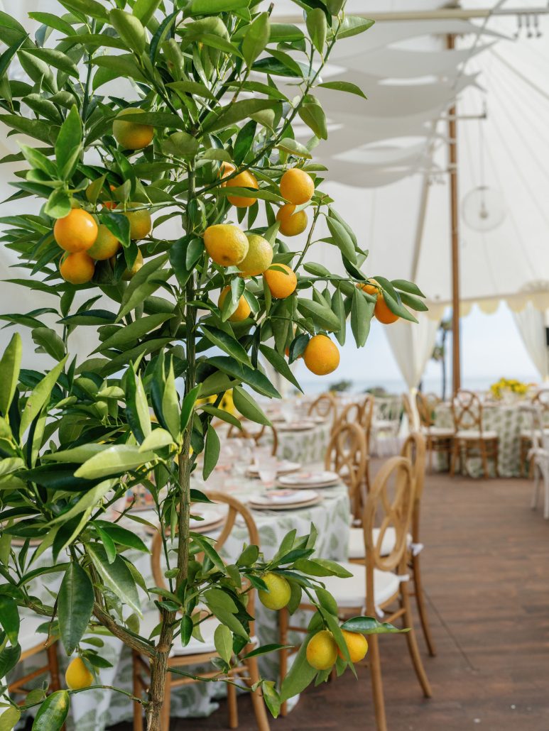 lemon details at the summit