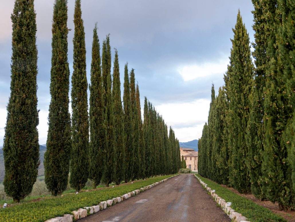 Cypress-lined driveway leading to a Tuscan villa wedding venue, a classic Italian countryside setting.