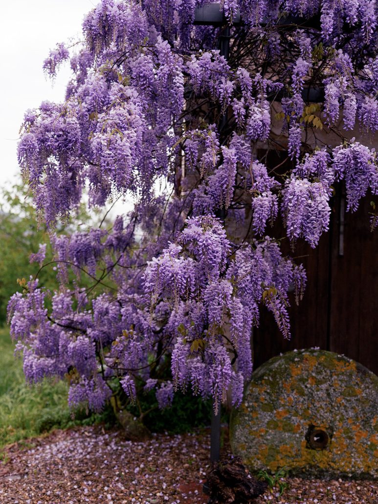 Blooming wisteria in purple shades cascading over stone walls at a Tuscany wedding venue, adding romance and charm to the setting.