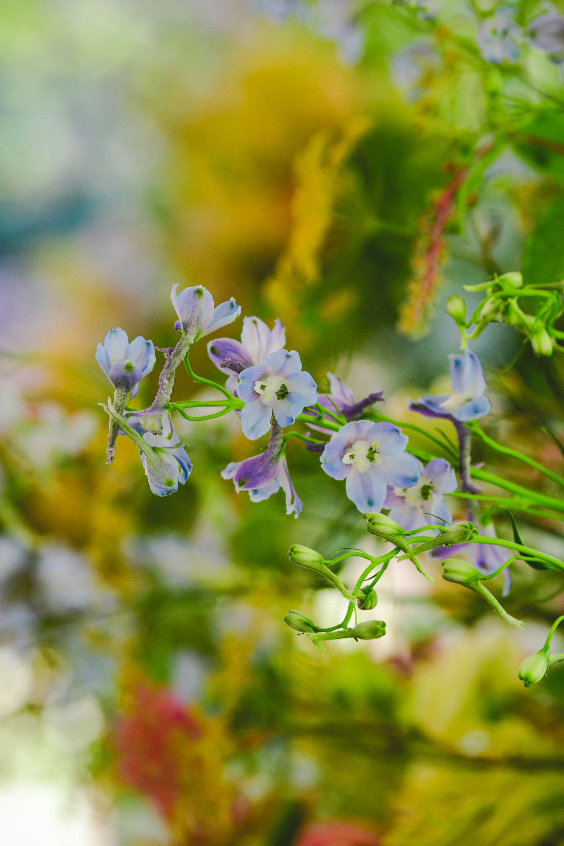 Macro view of delicate blue blooms against a soft, colorful garden backdrop.