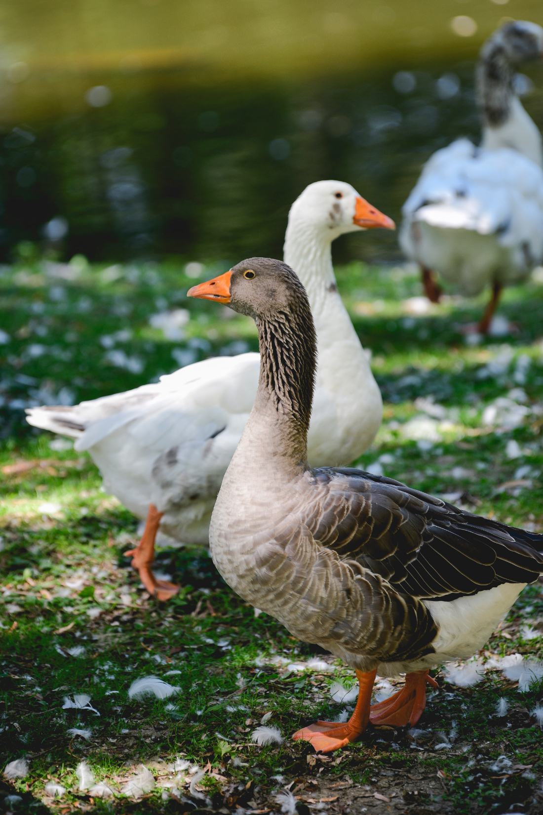 Close-up of geese walking beside a pond with soft feathers scattered on the grass.