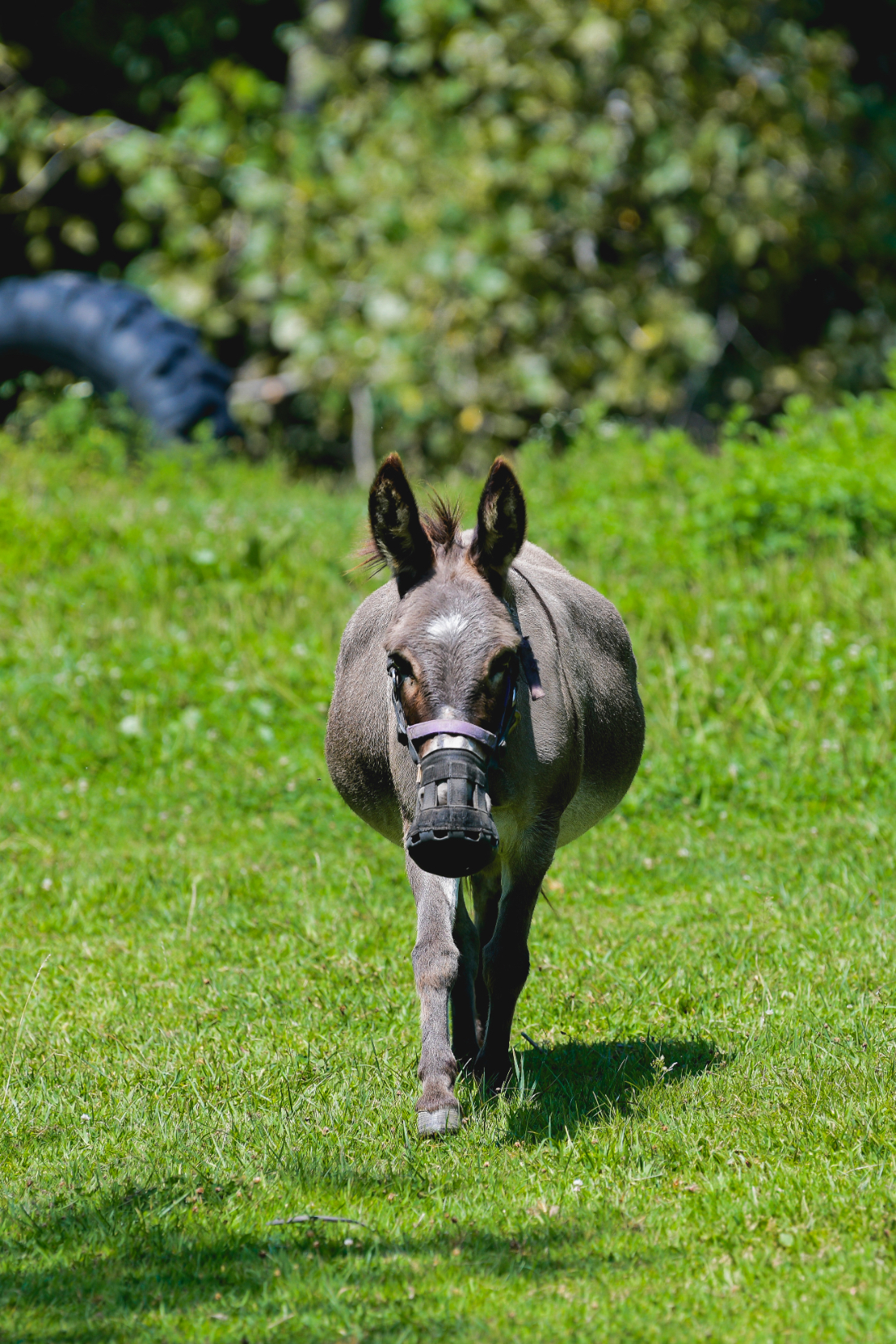 Donkey walking through a bright green field on a summer afternoon.