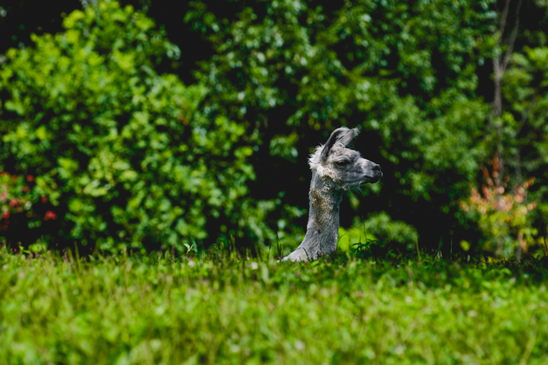 Llama grazing in a sunny green field during a buttermilk falls inn wedding weekend.