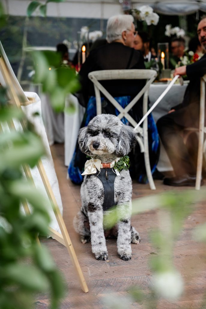 Dog attending the reception at a private home wedding showing how to plan a home wedding that includes pets